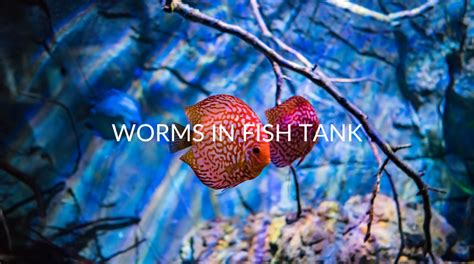 worms in fish|7 Worms Found In Fish Tanks (& How To Get Rid Of .